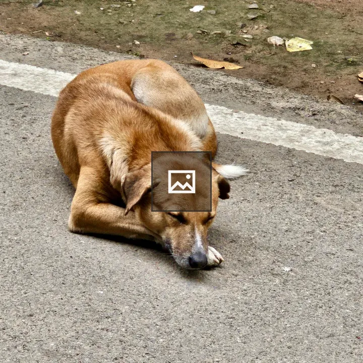 Brown street dog resting
