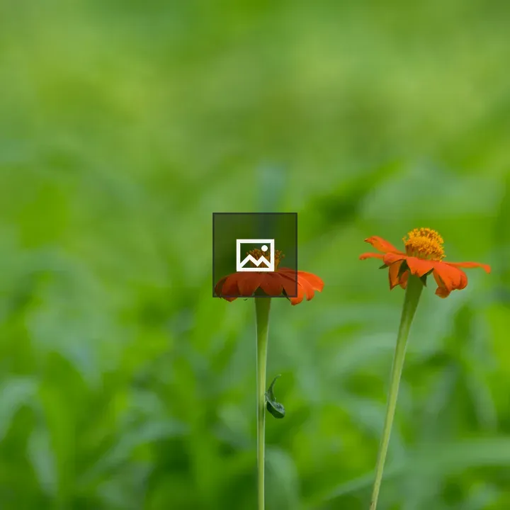 Two orange Flowers in Grass