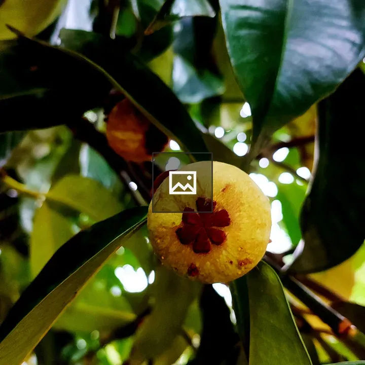 Unrip Mangosten Flower