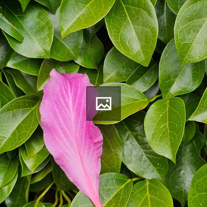 Pink Petal on Green Leaves