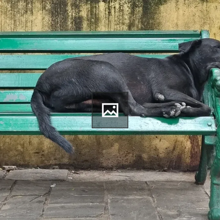 Dog on bench