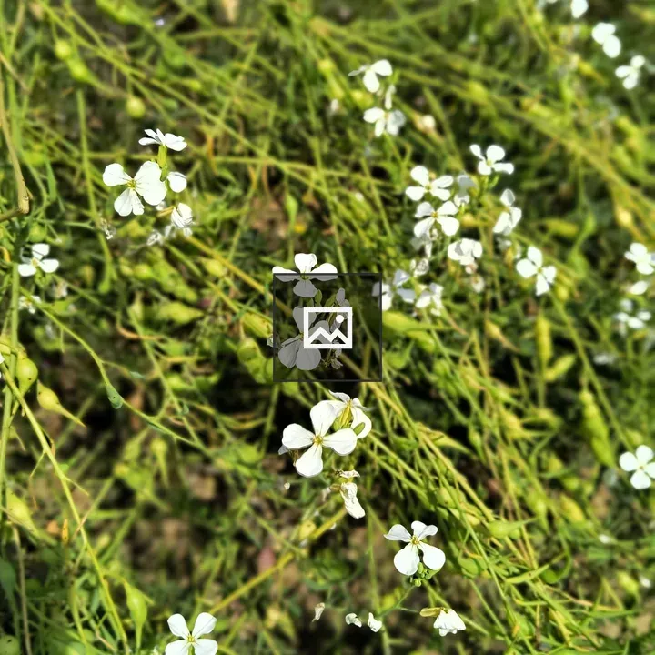 Delicate white flowers amid green foliage