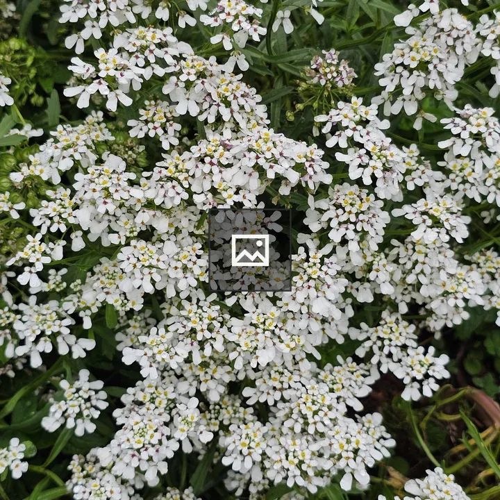 Iberis amara blooms close-up