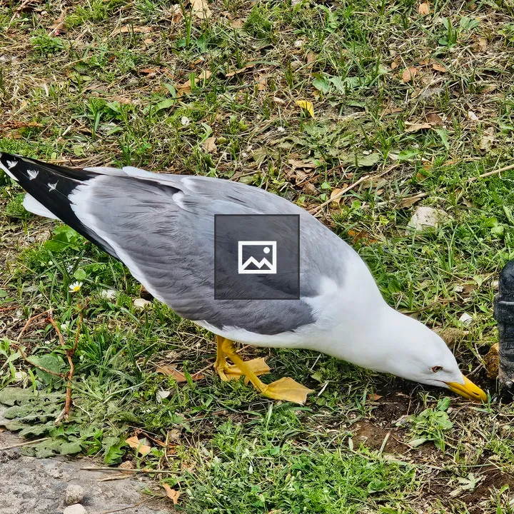 Gull foraging in green grass