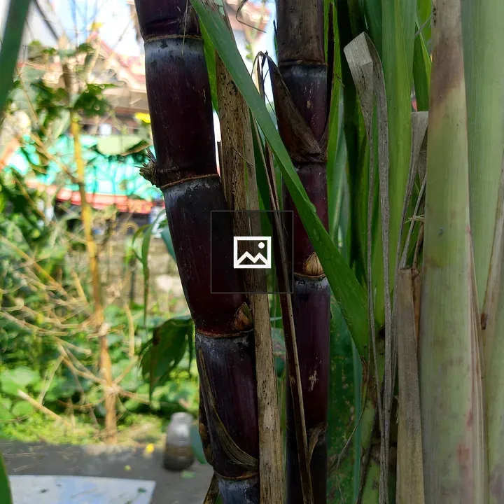 Sugarcane close-up stalks