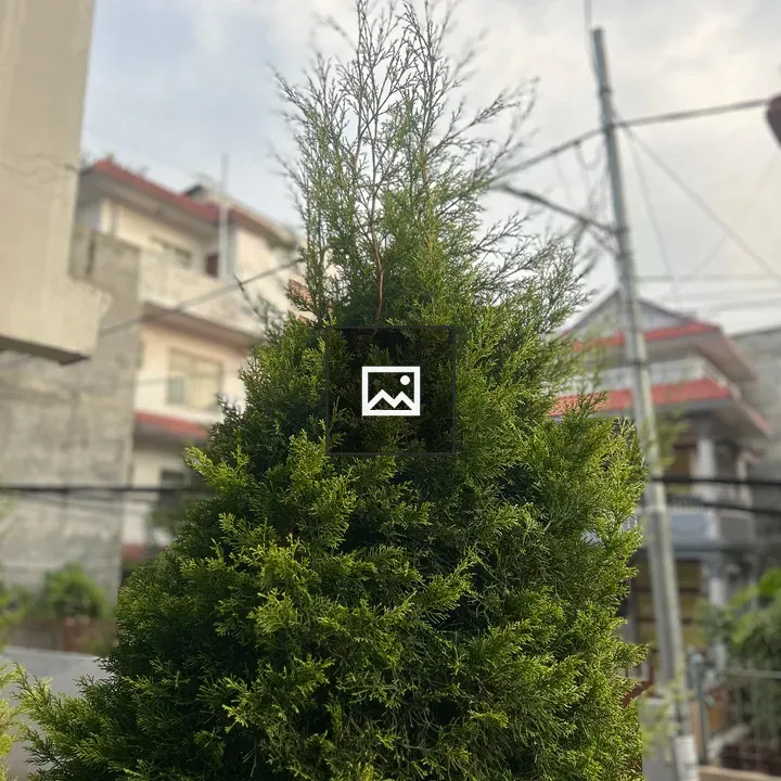 Tall evergreen tree near house