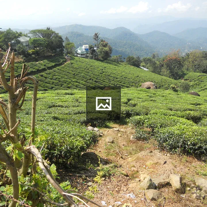 Buildings and plants on a hill