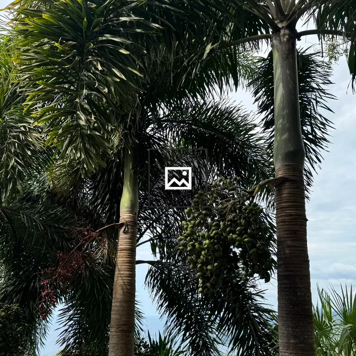 Palm trees with green fruit