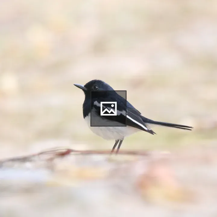 Oriental Magpie-Robin in Grass