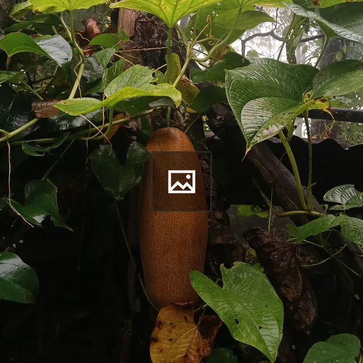 Brown cucumber among green leaves