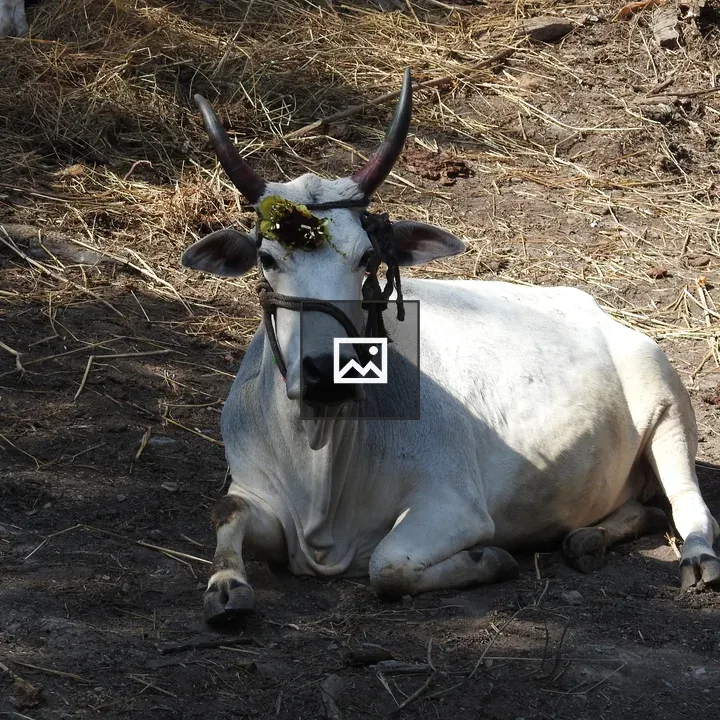 Cow grazing reader caption