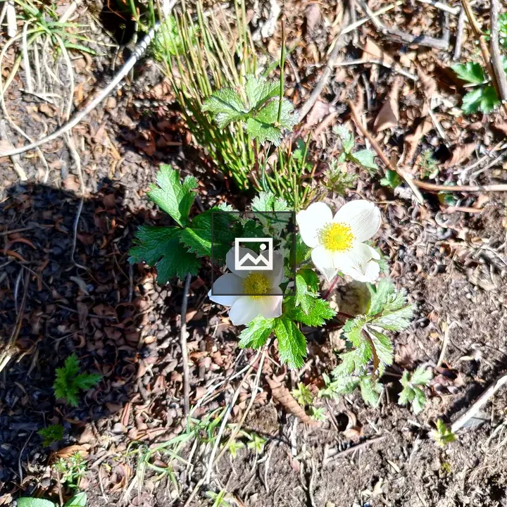 Two small white flowers among green leaves