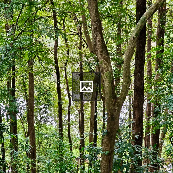 Forest Scene with Trees and Chalakudi River