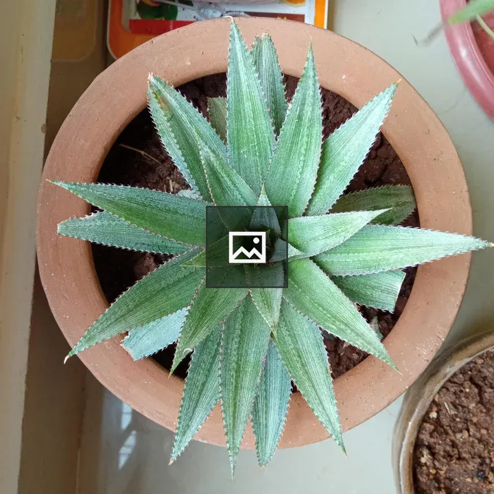 Potted Pineapple Plant