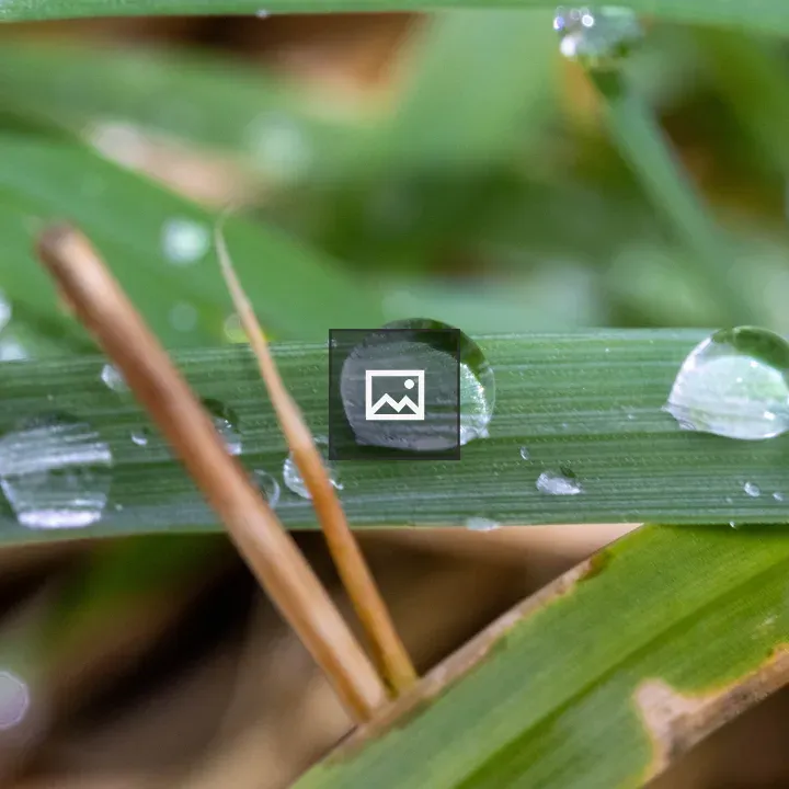 Water droplets on grass blade