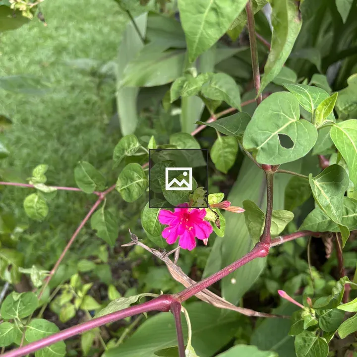 Pink flowers through green leaves