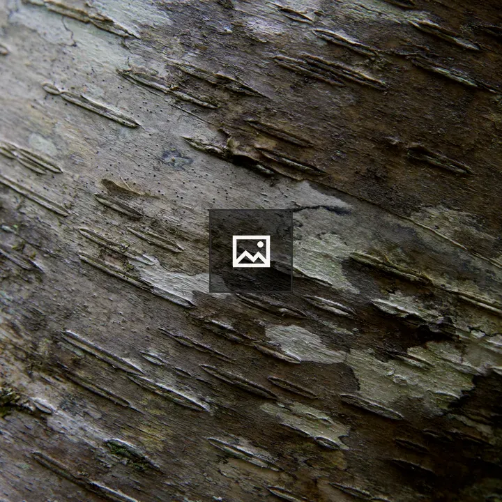 Tree Bark