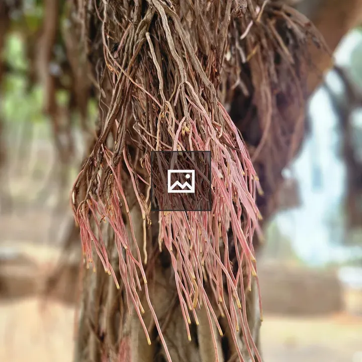 Banyan tree aerial roots