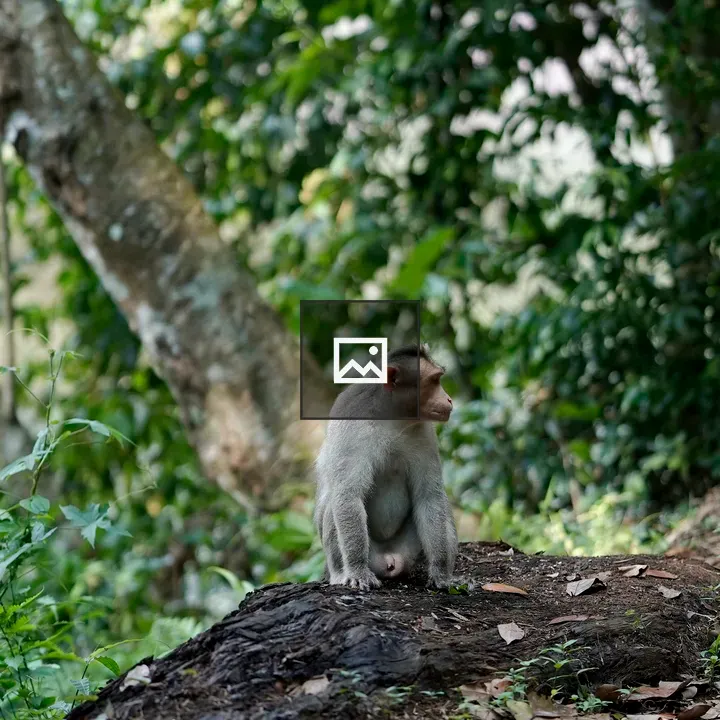 Monkey on rock with trees