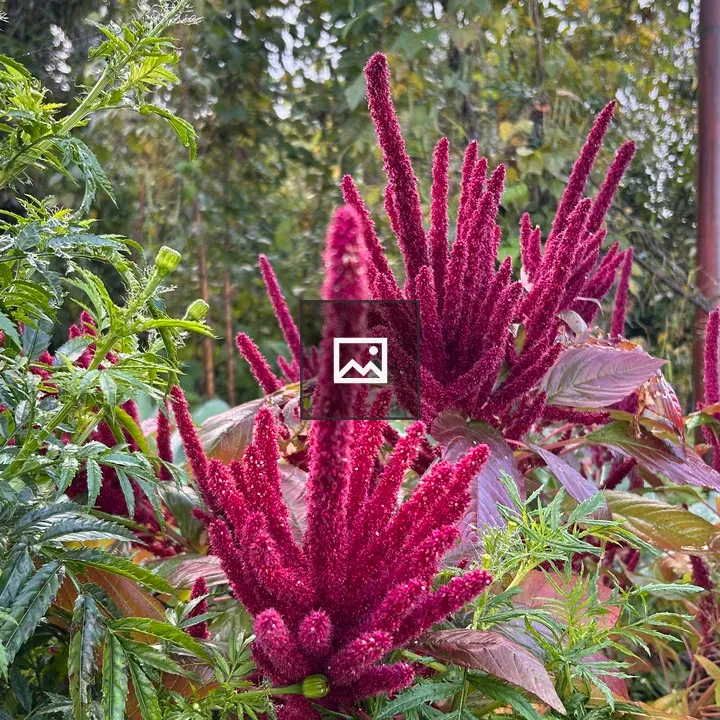 Amaranth Flowers Cluster