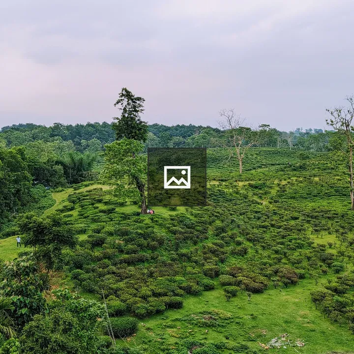 Lakkatura Tea Garden Borderline