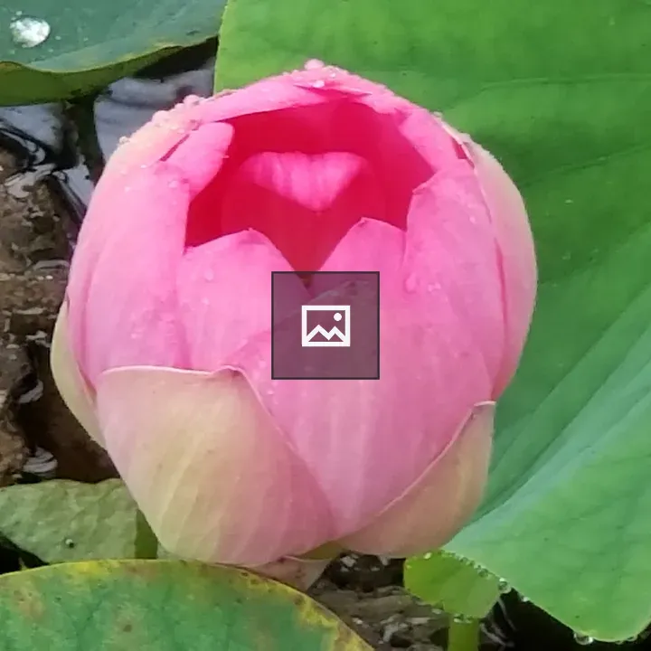 Lotus Flower
