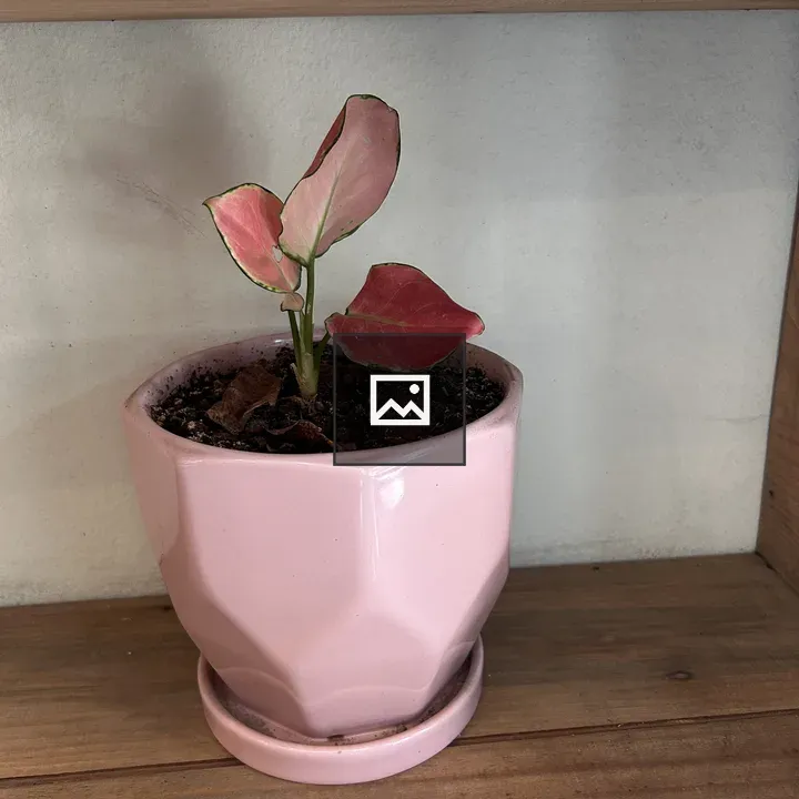 Pink ceramic pot with plant