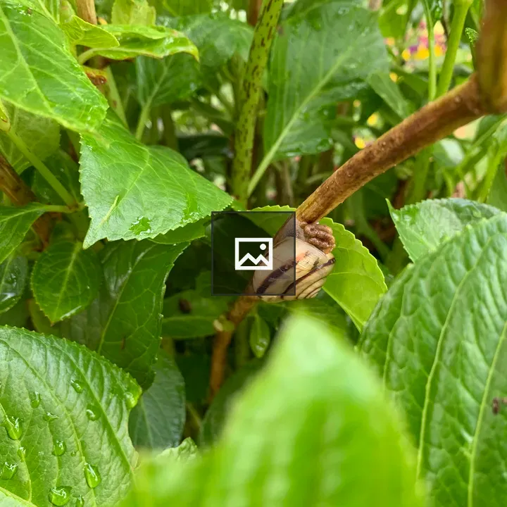 Snail on Leaf