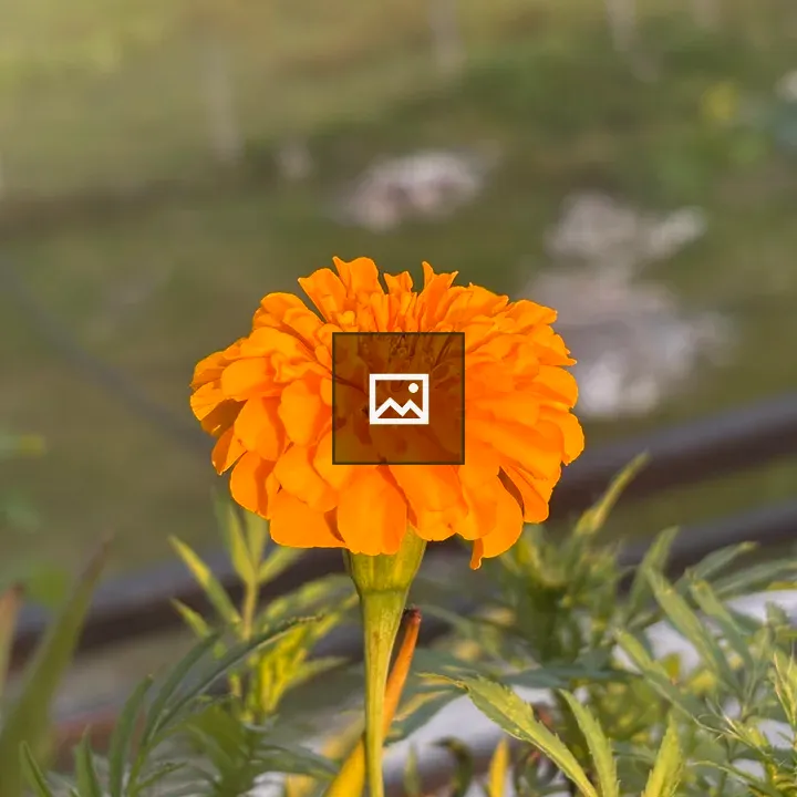 Marigold in Bloom