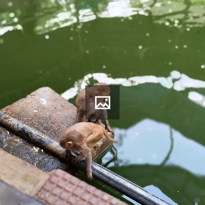 Two juvenile monkeys at pool edge