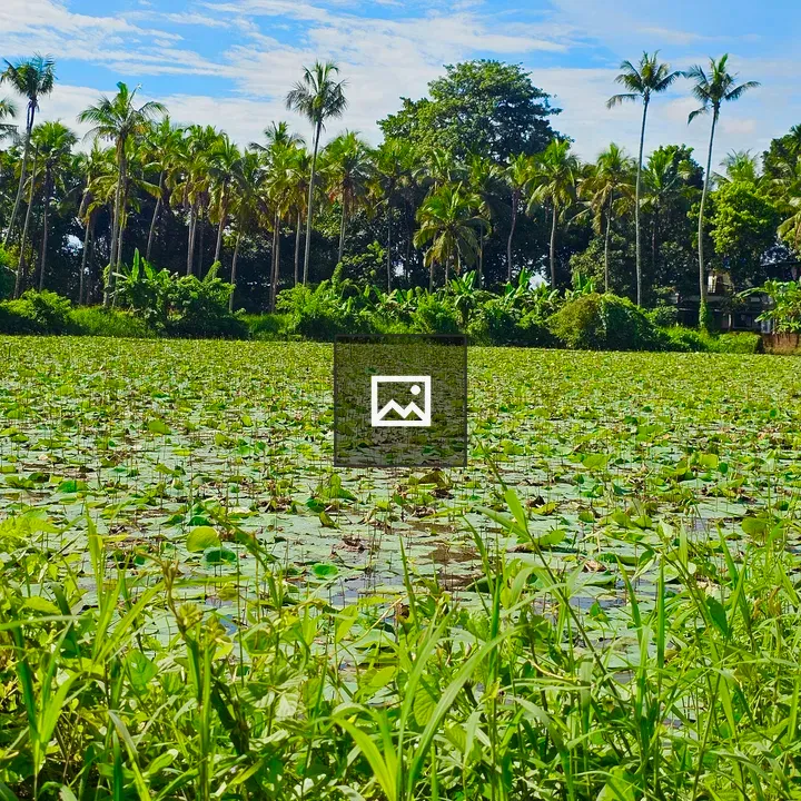 Lotus Pond in Kerala