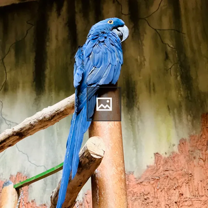 Blue Macaw Parrot on Branch