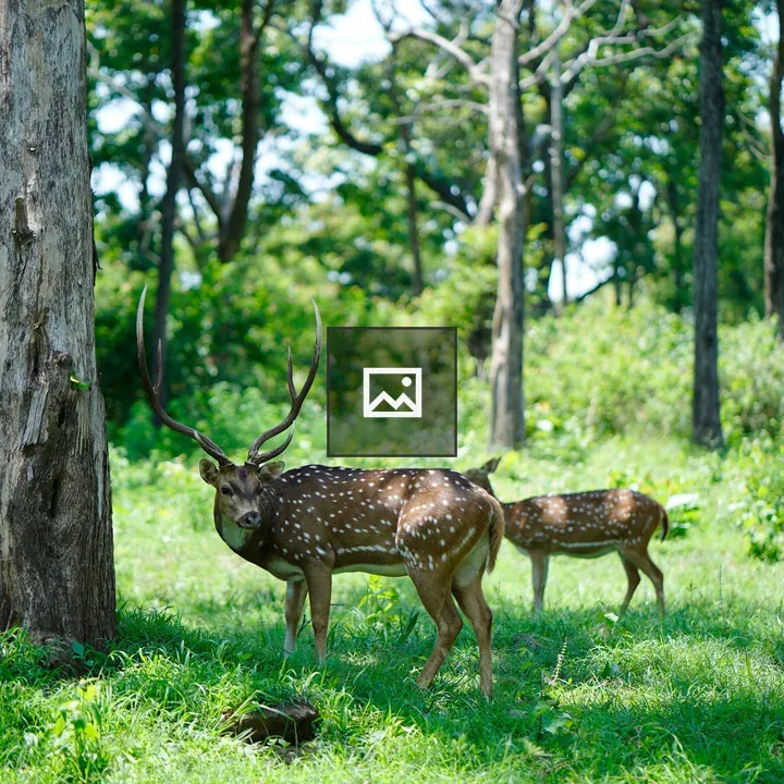 Two deer in a forest