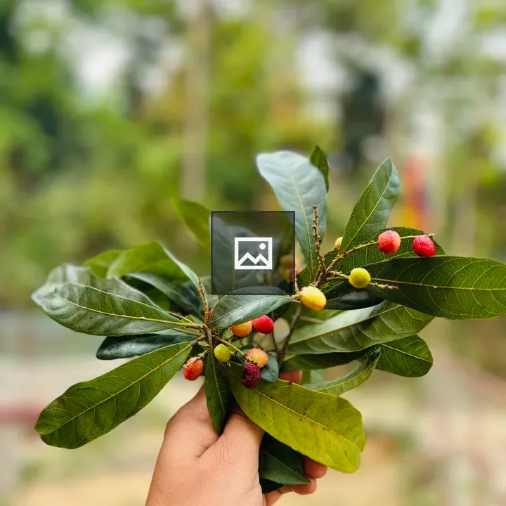 Kafal Fruit in Hand
