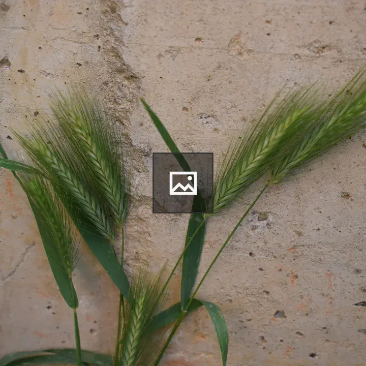 Green Wheat Grass Stalks