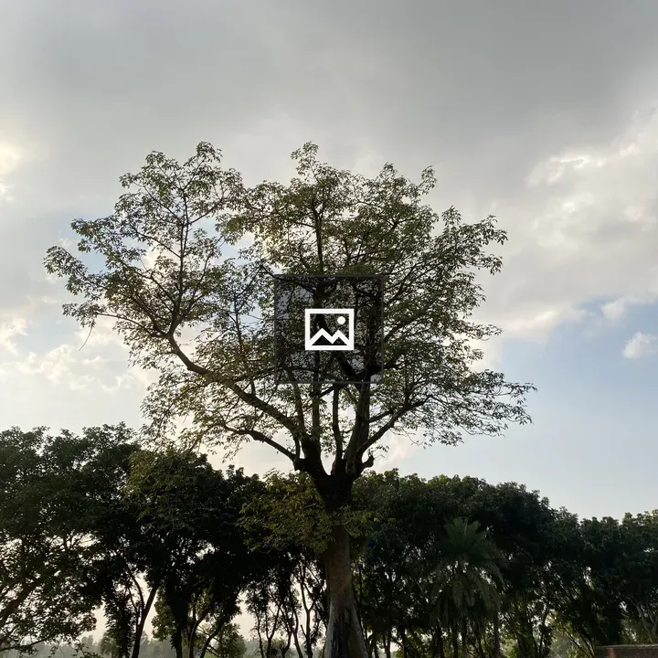 Tall leafy tree on grassy hill
