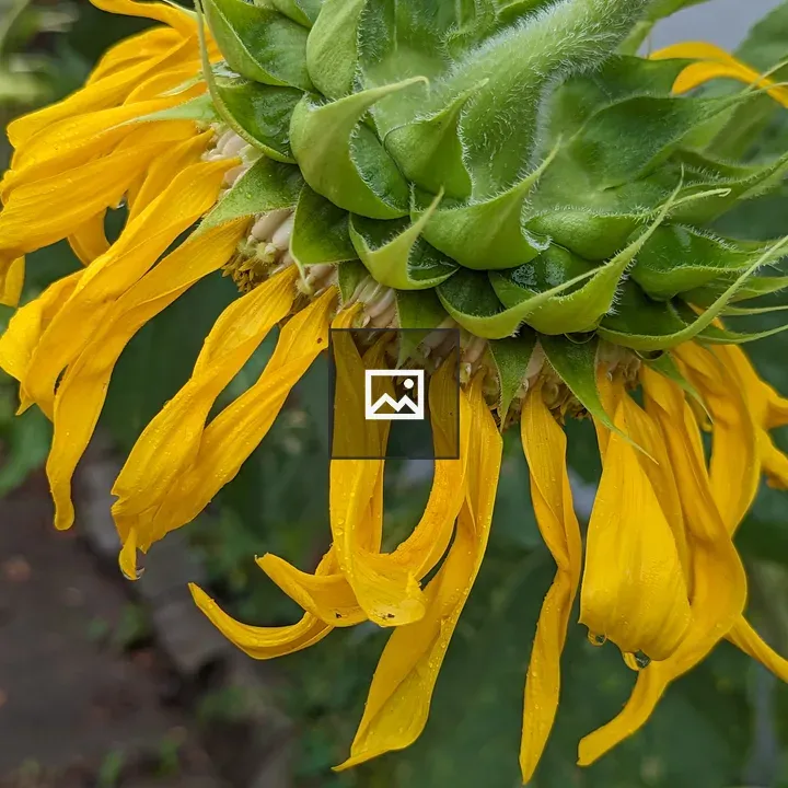 Close-up of wilting sunflower