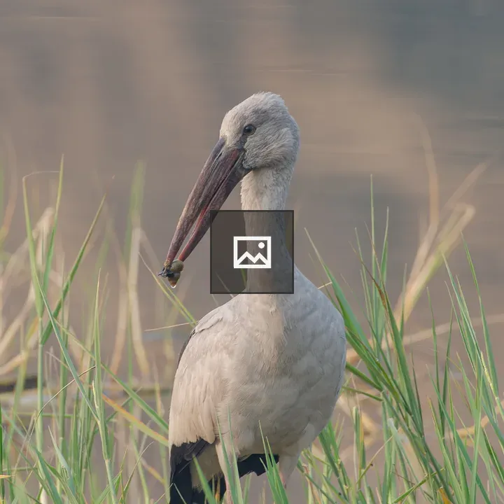 Asian Openbill Stork in Waters