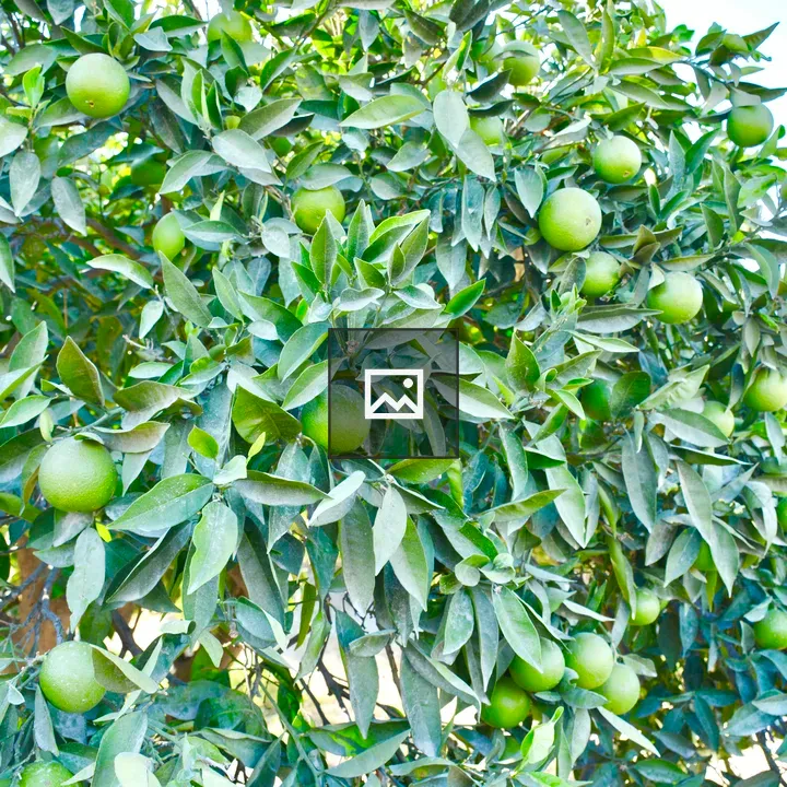 Unripe oranges on tree