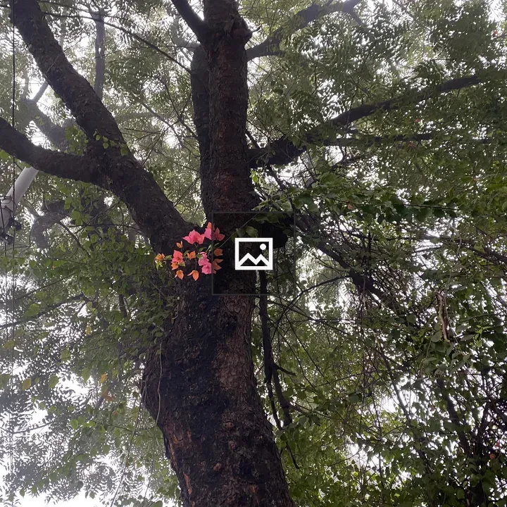 Tree with pink and orange blossoms