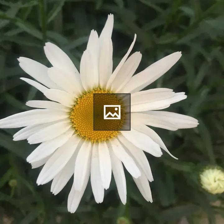 White Marguerite Daisy Flower
