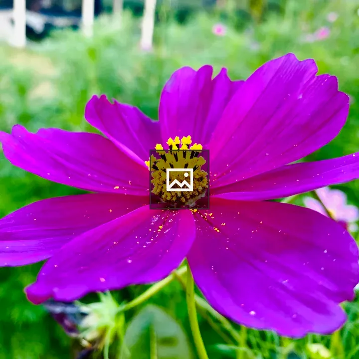 Purple cosmos flower close-up