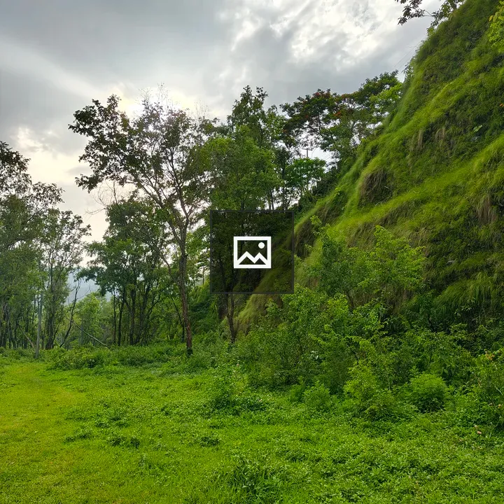 Hillside Grassland with Trees