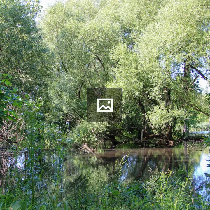 Swamp near Lake Ontario