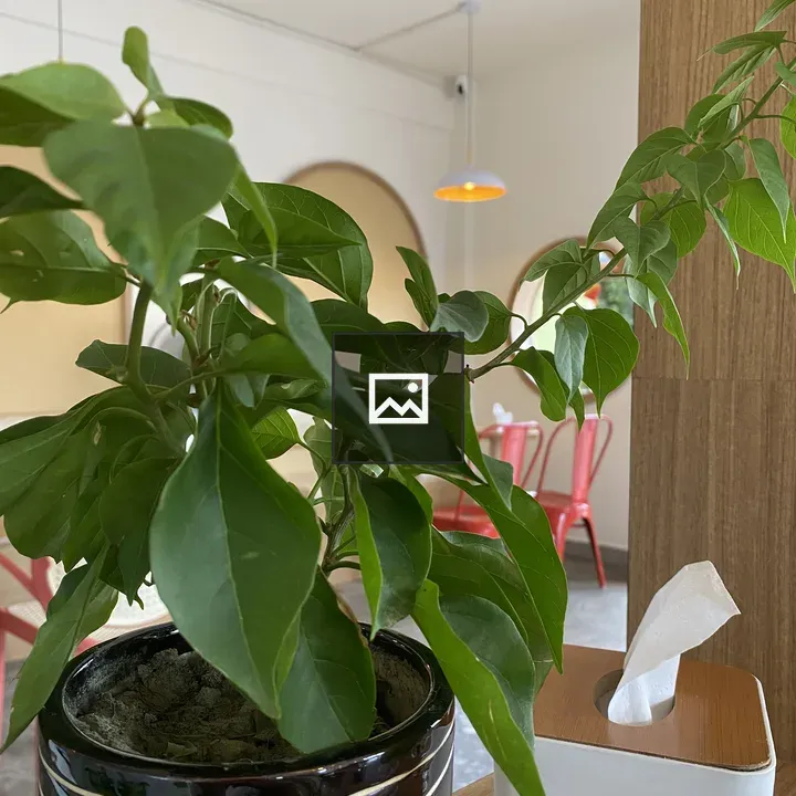Close-up of potted plant