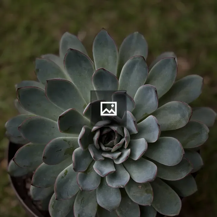 Succulent rosette close-up