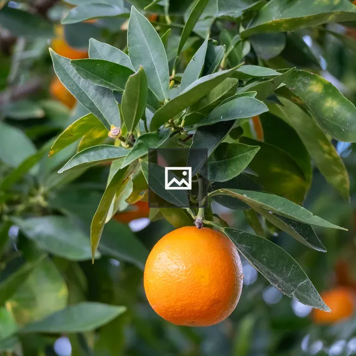 Orange-hued fruit on branch