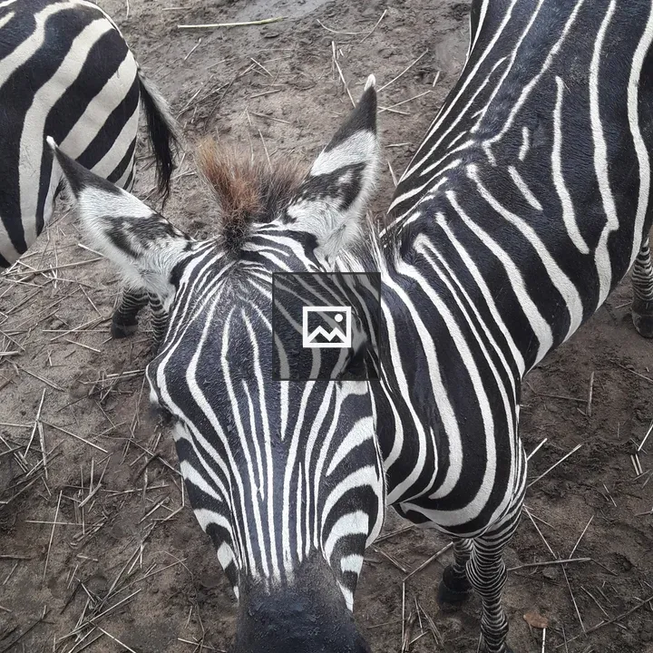 Zebra Seen from Above