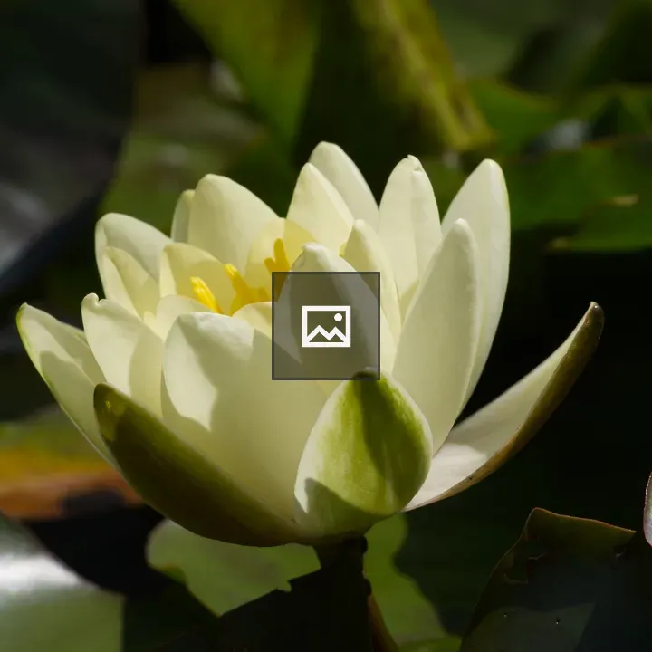 Water Lily Side View