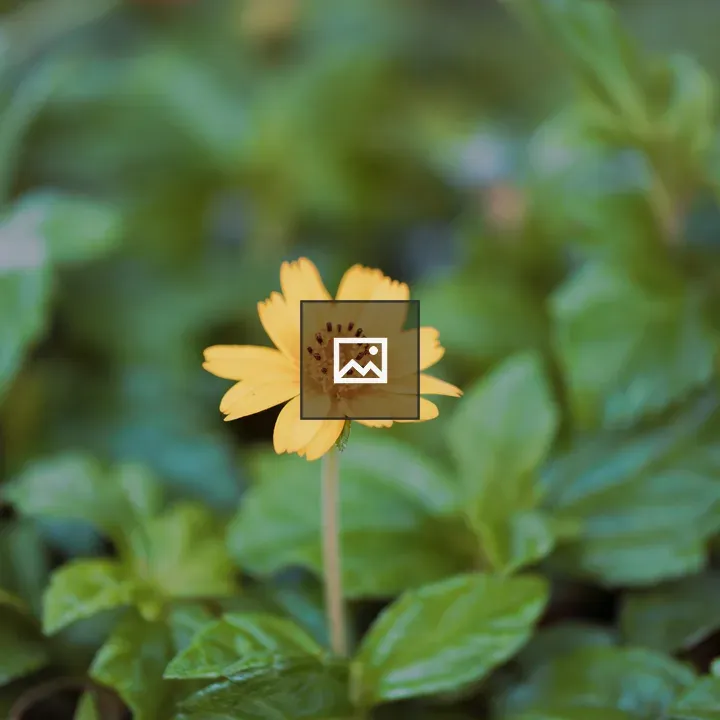 Petal and Leaf on Yellow Flower